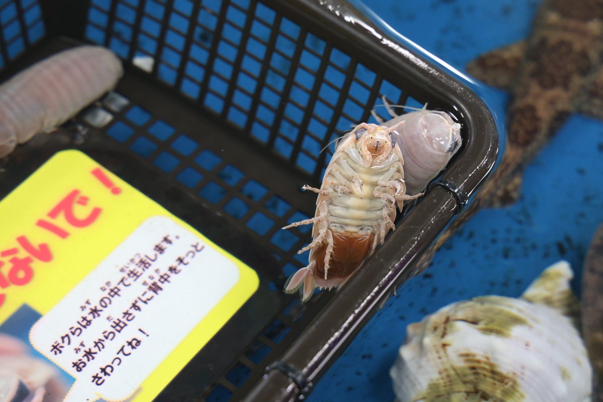 りさ🍋 tweet media