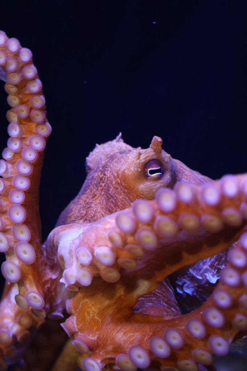 りさ🍋 tweet media