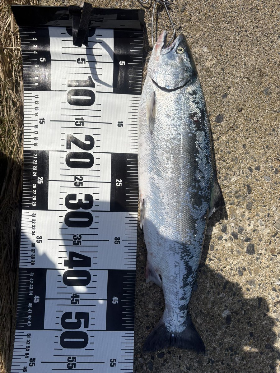 とあるカフェ店員Angler@道南 tweet media