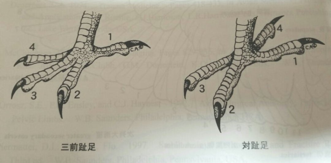 くりさん🐥🎄 tweet media