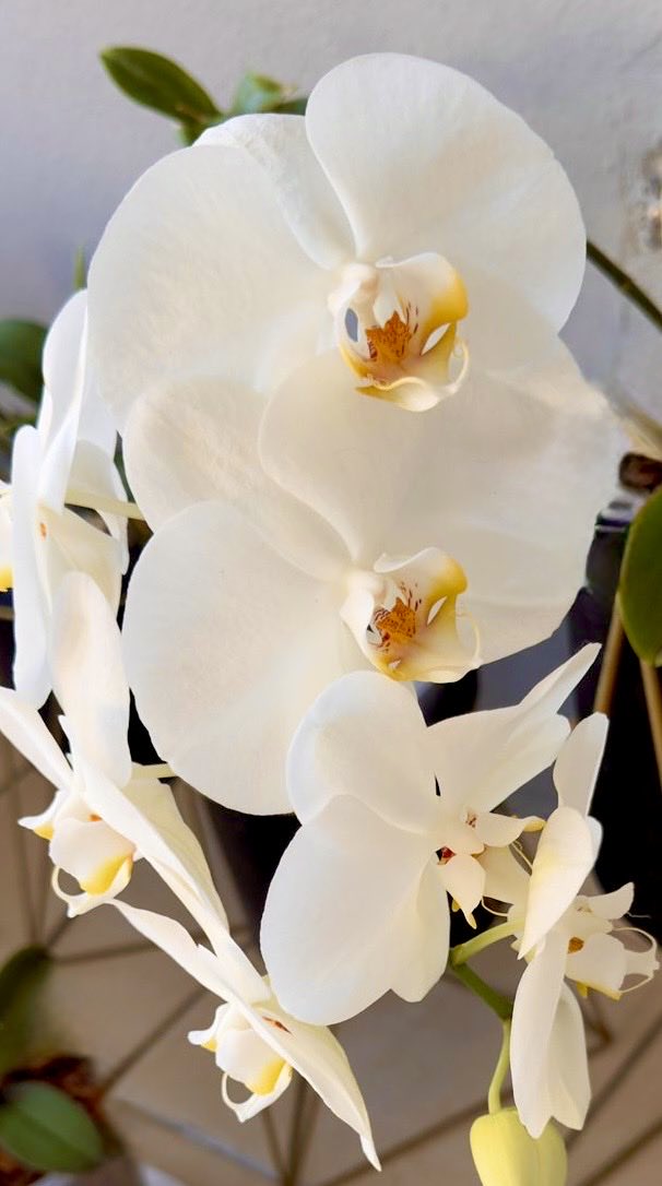 epintadorm's tweet image. White orchids with a touch of yellow.
#mymorning #goodday #grateful #nature #flowers #orchids #mypics