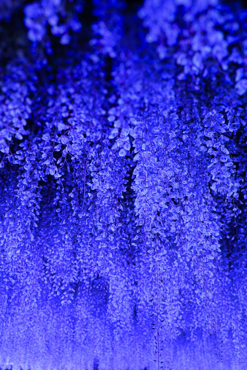 凪花.•.✿ tweet media