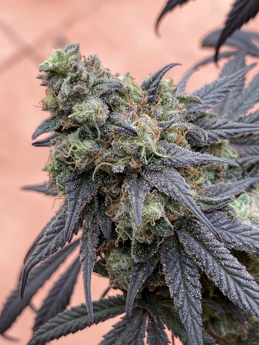 Felefante-Platanano tweet media