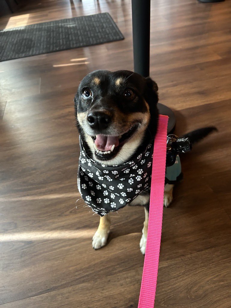 SamfromSpain's tweet image. Cutie KELLY #A387020 makes the most of every moment while she dreams of a loving 🏠!
She has the best nature &amp;amp; sweetest smile around
Contact Corpus Christi AC &amp;amp; save her life!
PLEDGE
#RESCUE
#FOSTER
#ADOPT
Tel: 361-8264630
ccacsrescues@cctexas.com
Don’t overlook this perfect pet!