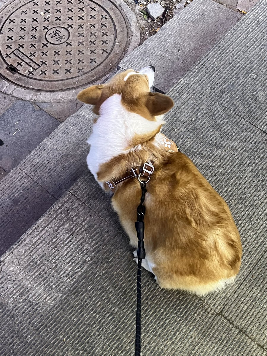 海鸥（ tweet media