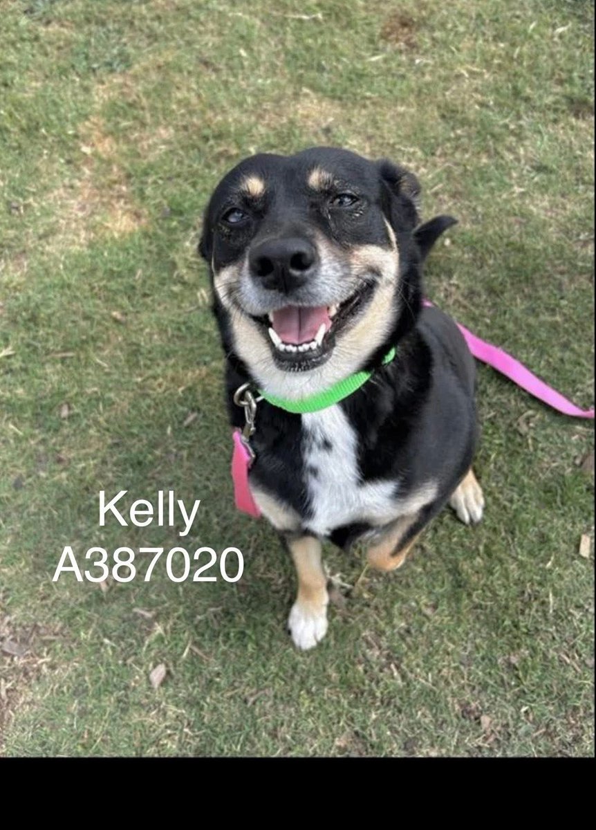 SamfromSpain's tweet image. Adorable KELLY #A387020 is just perfection
How could anyone have dumped her?
Look @ that sweet smile!
An 😇 who only wants 2 be a loyal companion 4 a caring owner
Will you let her?
Please contact Corpus Christi 2 save her life!
PLEDGE 4 #RESCUE
#ADOPT
A cutie pie only 1yo!