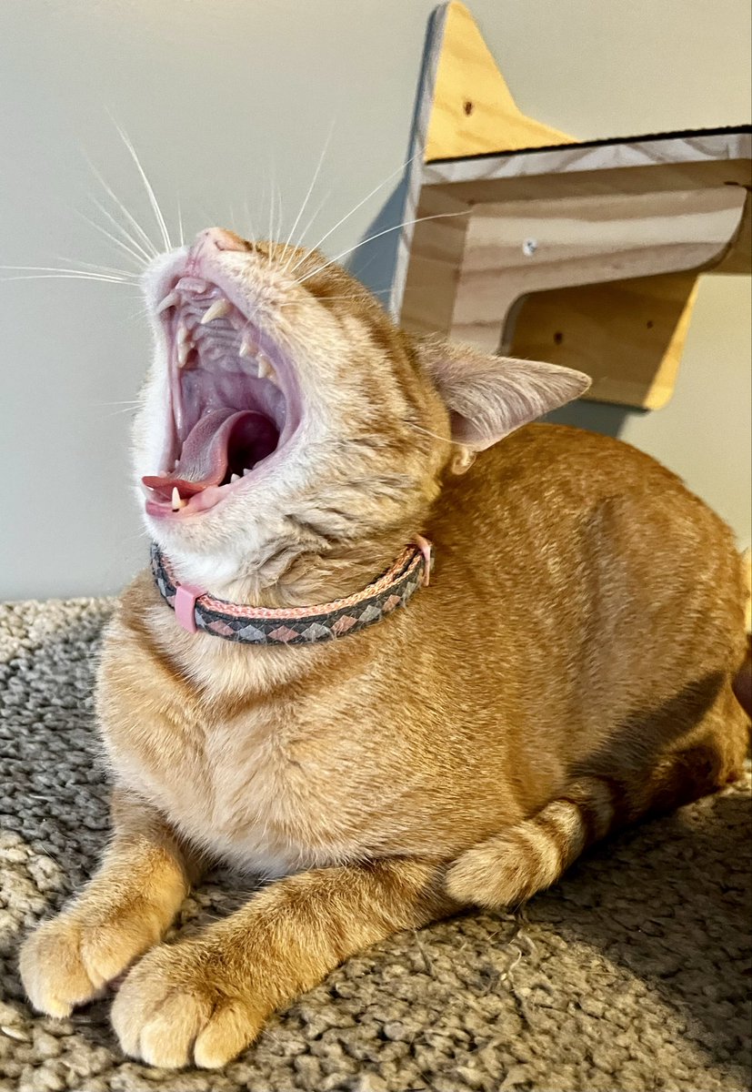 Claude Krause tweet media