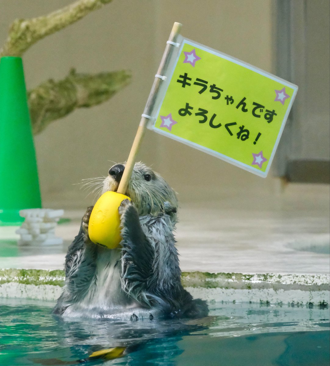 鳥羽水族館のラッコ・キラちゃんが18歳の誕生日を迎えファンから