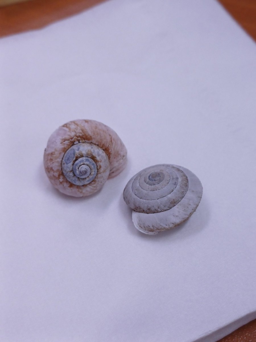 아침빵 tweet media