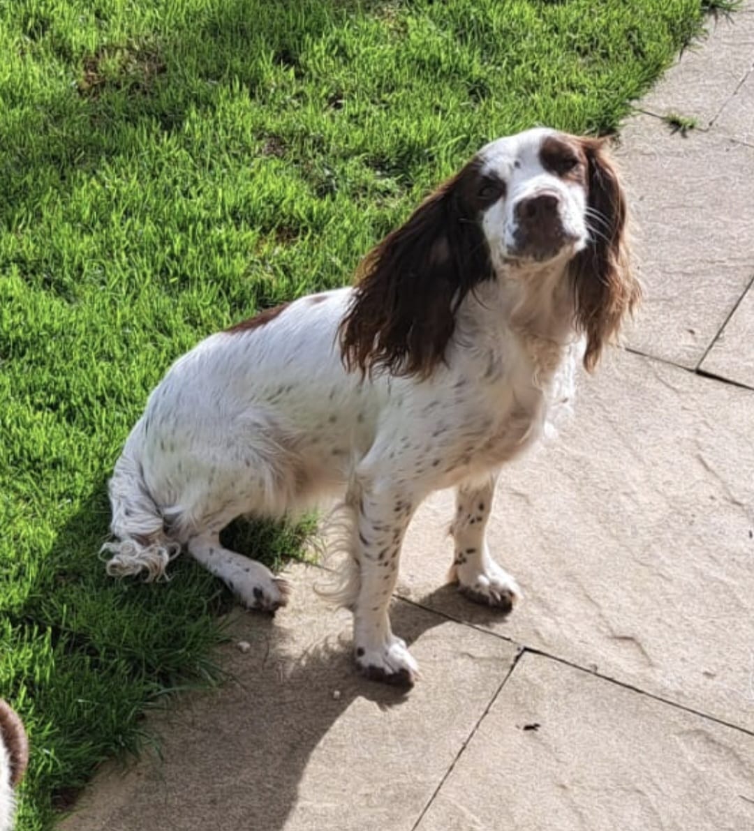 Missing Pets GB tweet media