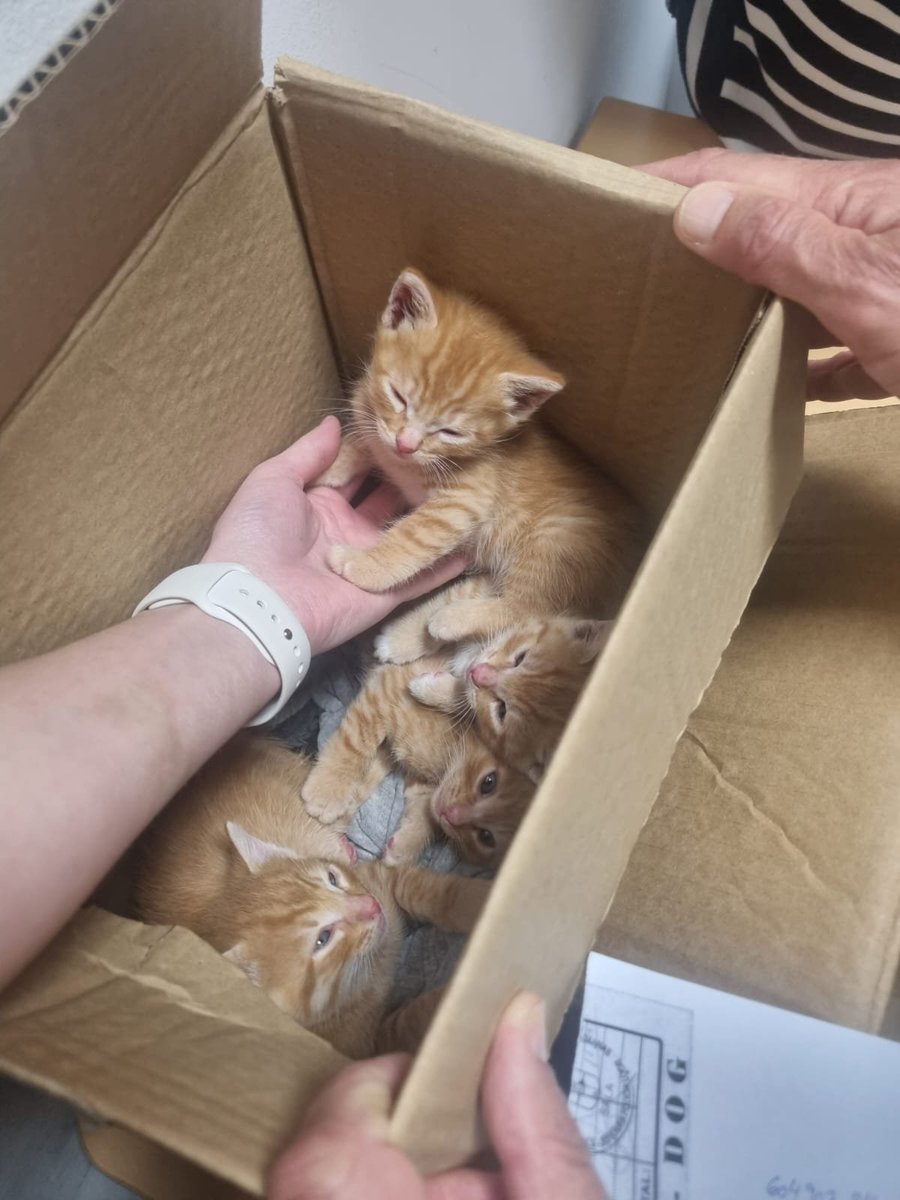 silvia mensegar tweet media