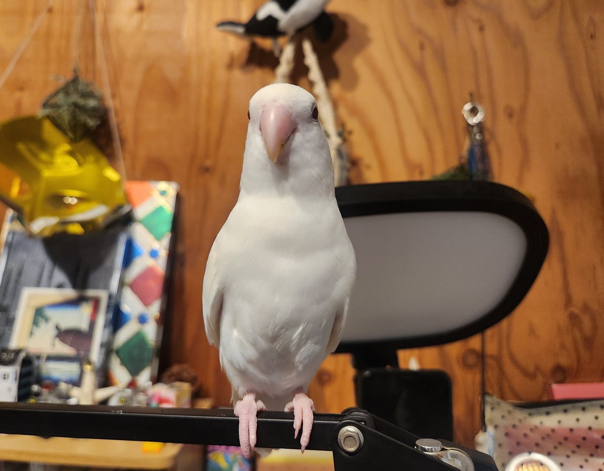 イエーイ岩崎 tweet media