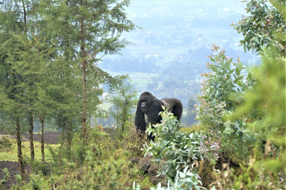 Bwindi Gorilla Trekking Safari Company tweet media