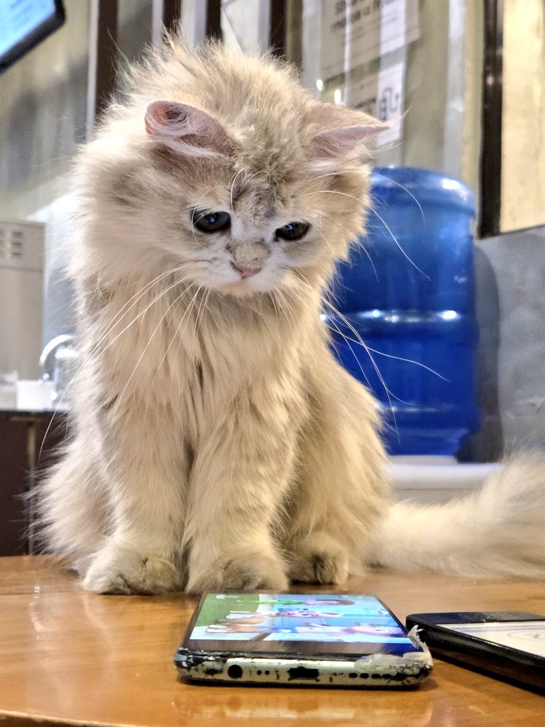 steproseee's tweet image. Pet cafe hopping 
#Dogs #Cats #Pets #Cafe #April2026