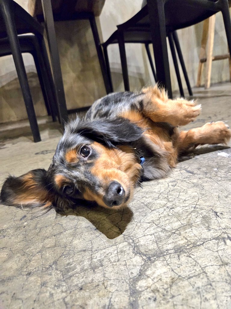 steproseee's tweet image. Pet cafe hopping 
#Dogs #Cats #Pets #Cafe #April2026