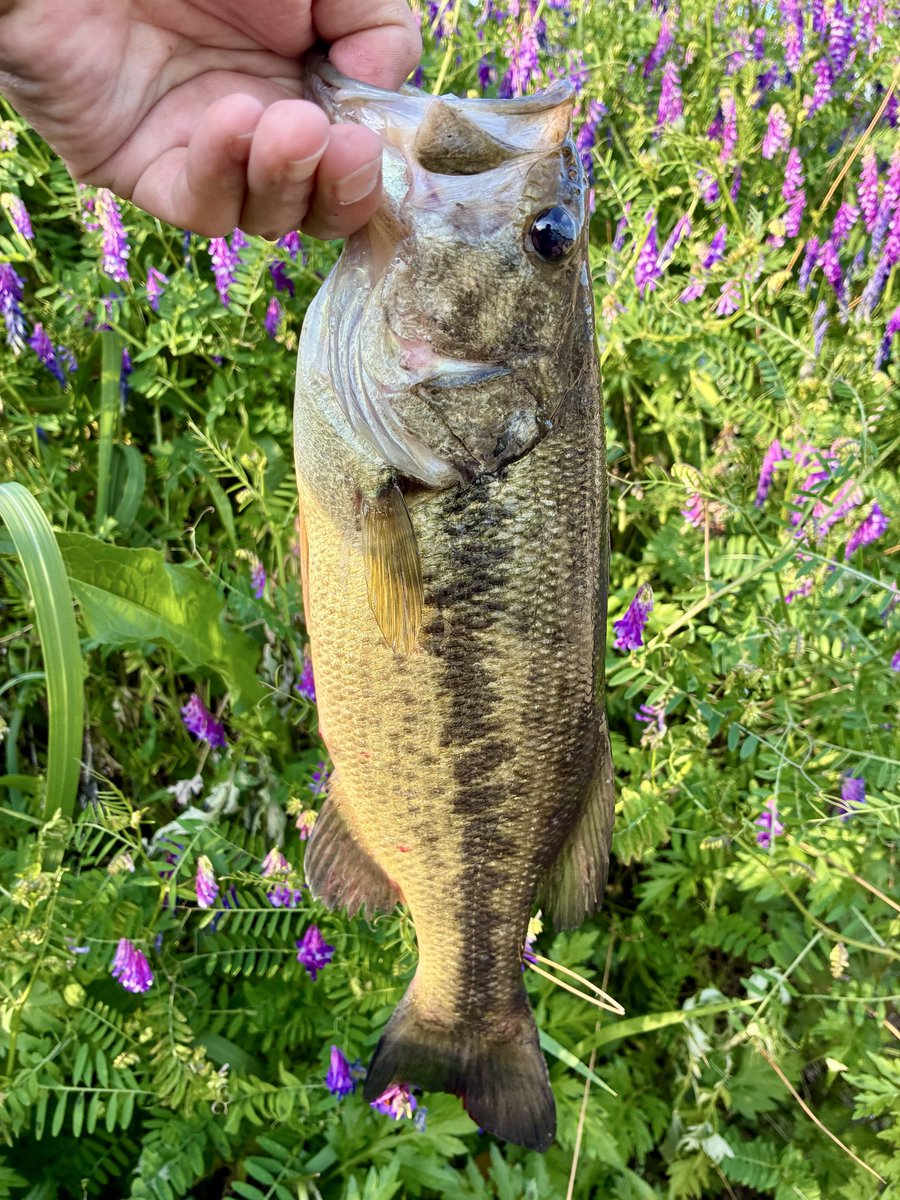 きたつ tweet media