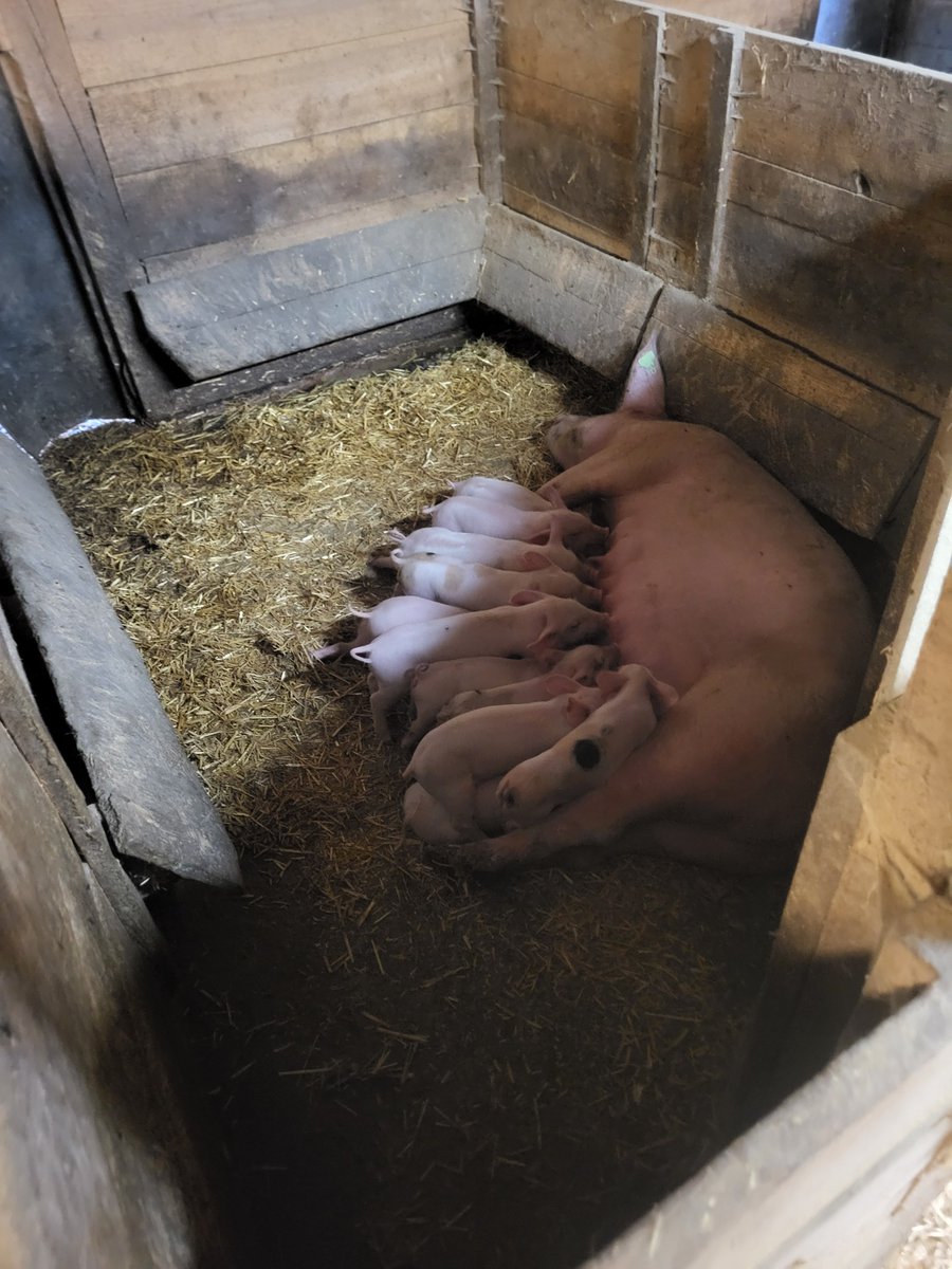 ProjectsBCNaklo's tweet image. 🌱🚜 Great week of practical training on Stefan Domej’s farm in Austria 🇦🇹: sowing corn, preparing seed and fertilizer, slurry spreading, maintaining equipment, collecting stones, and caring for animals 🐄🐖. Proud of our BC Naklo student! 💚 #ErasmusPlus