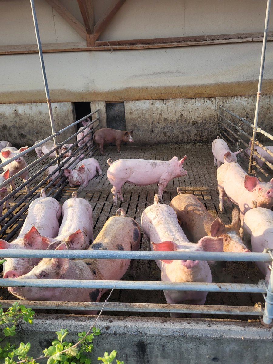 ProjectsBCNaklo's tweet image. 🌱🚜 Great week of practical training on Stefan Domej’s farm in Austria 🇦🇹: sowing corn, preparing seed and fertilizer, slurry spreading, maintaining equipment, collecting stones, and caring for animals 🐄🐖. Proud of our BC Naklo student! 💚 #ErasmusPlus