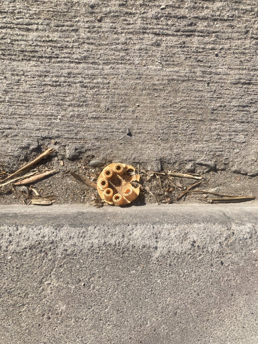 Üñümche llaiquel tweet media