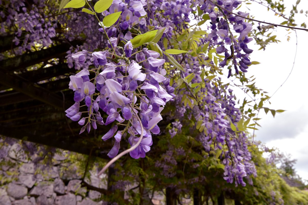 福山城の藤棚を母と見てきたゾ！
めちゃくちゃクマバチいたゾ！