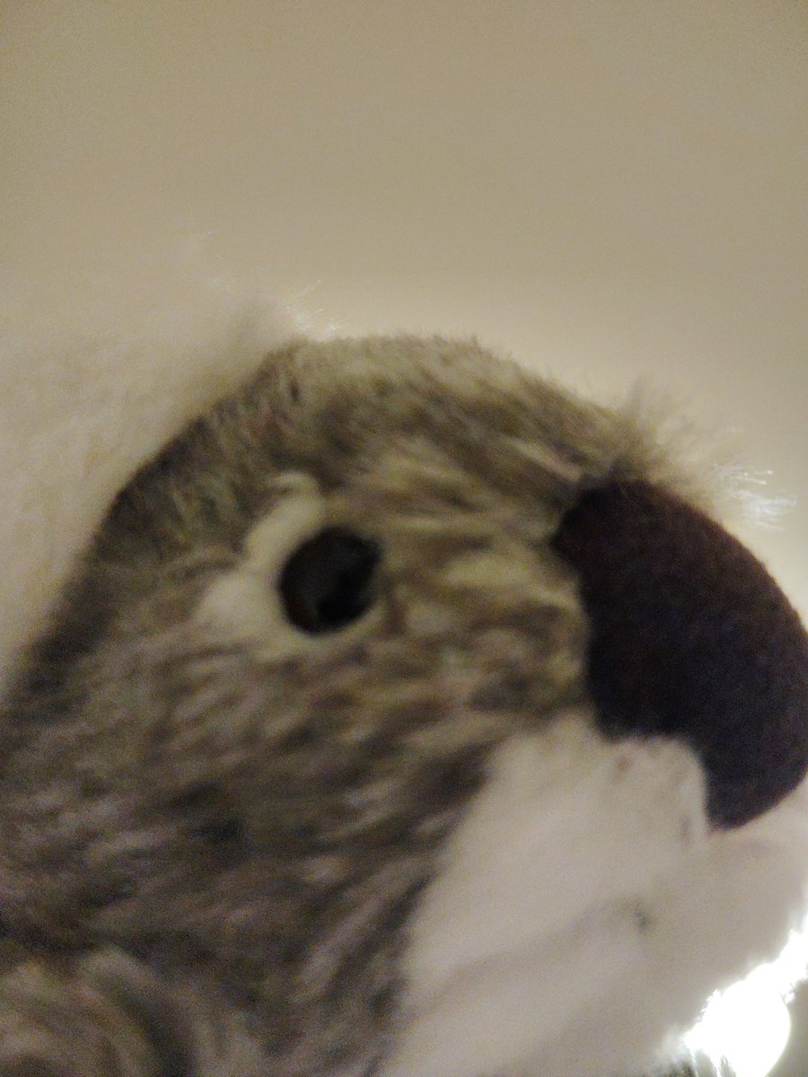 🐒の日常(ティア)with主さん！ tweet media