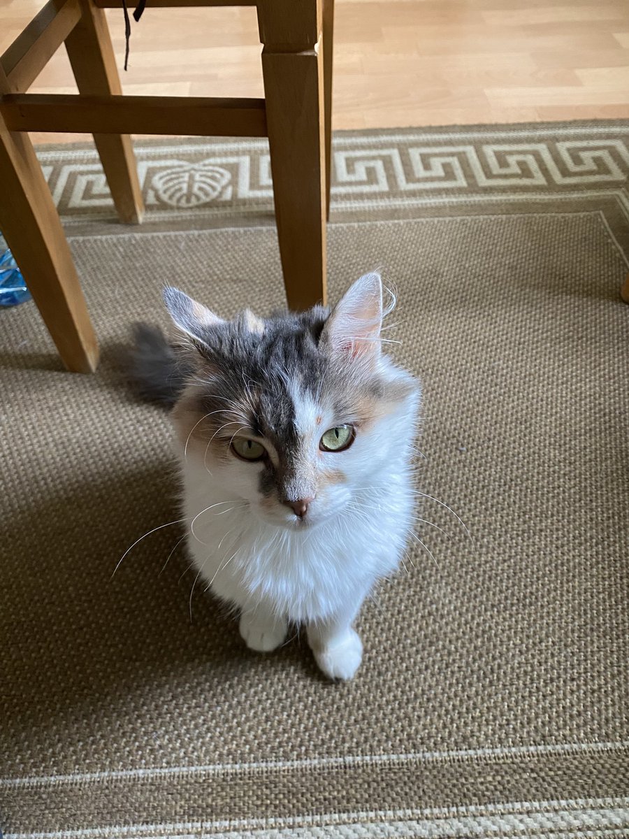 чичері чичері tweet media