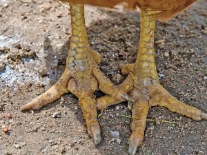 🦴🔥🤑CDN 🤑🔥🦴 tweet media