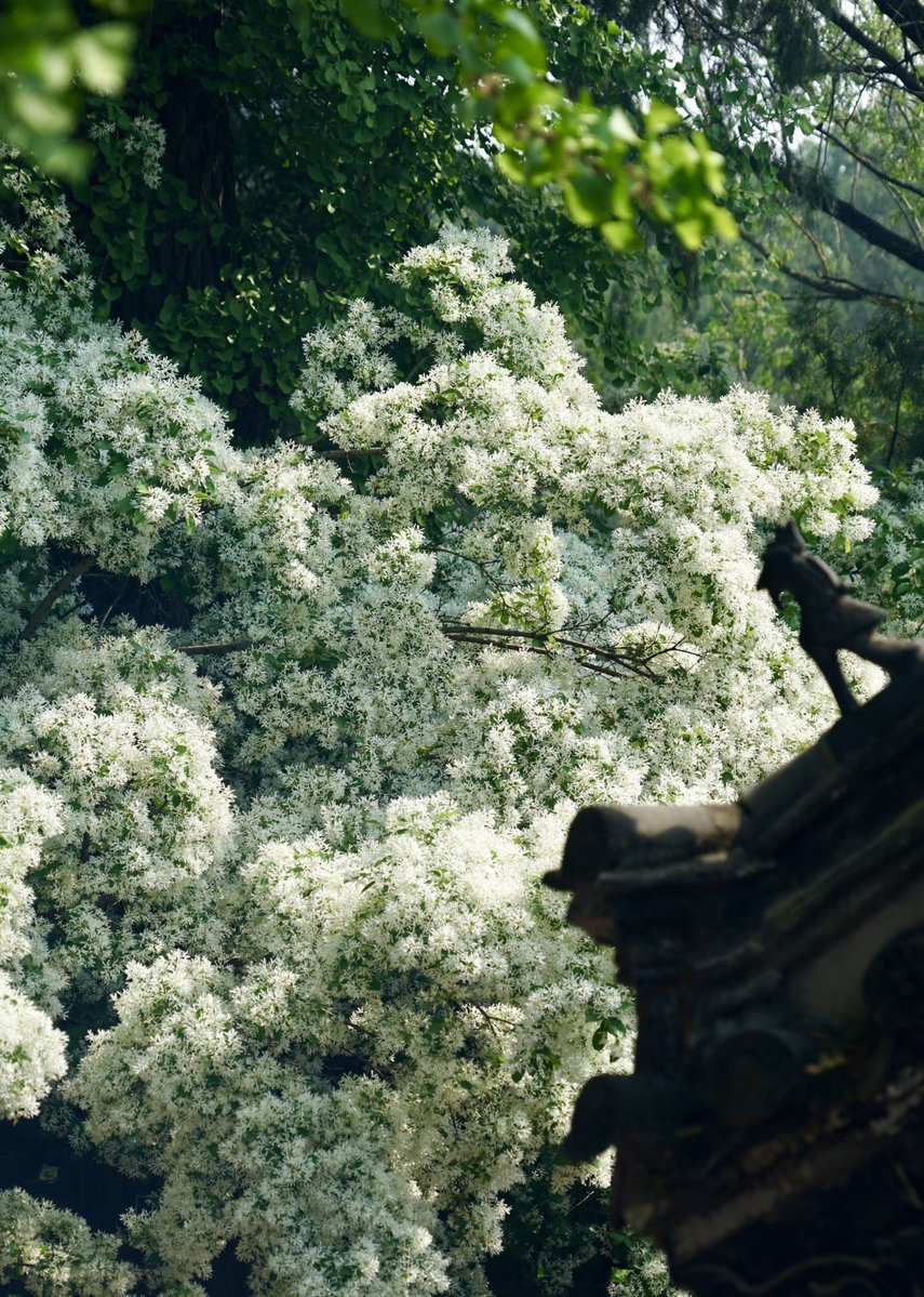 迷迷瞪瞪（互fo互赞）🌺🌺 tweet media