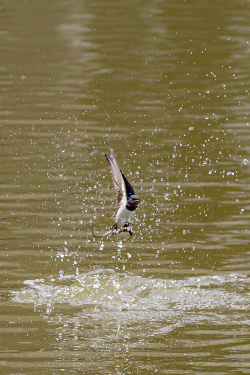 すみと tweet media