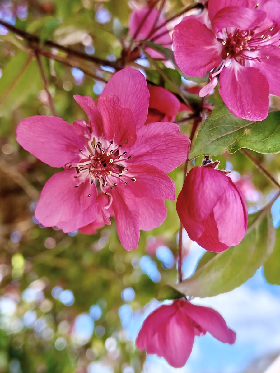 Crabapple blossom looking fabulous this year! 
#flowers #walking #mentalhealth