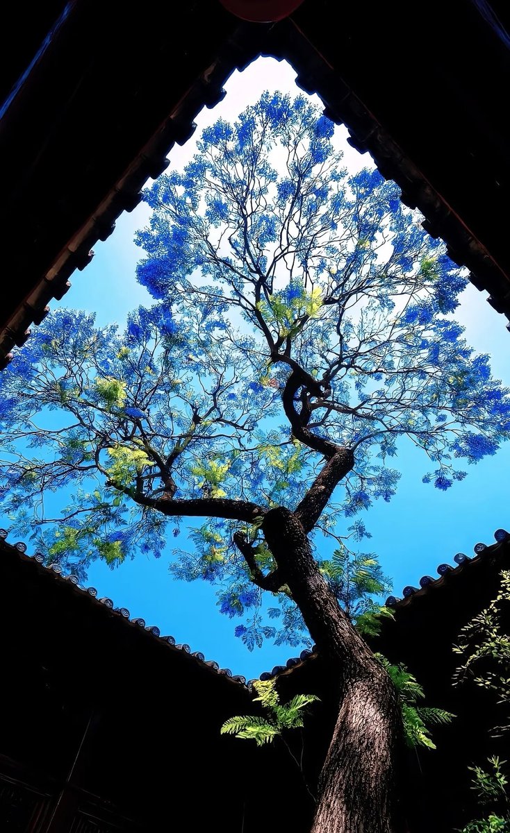 迷迷瞪瞪（互fo互赞）🌺🌺 tweet media