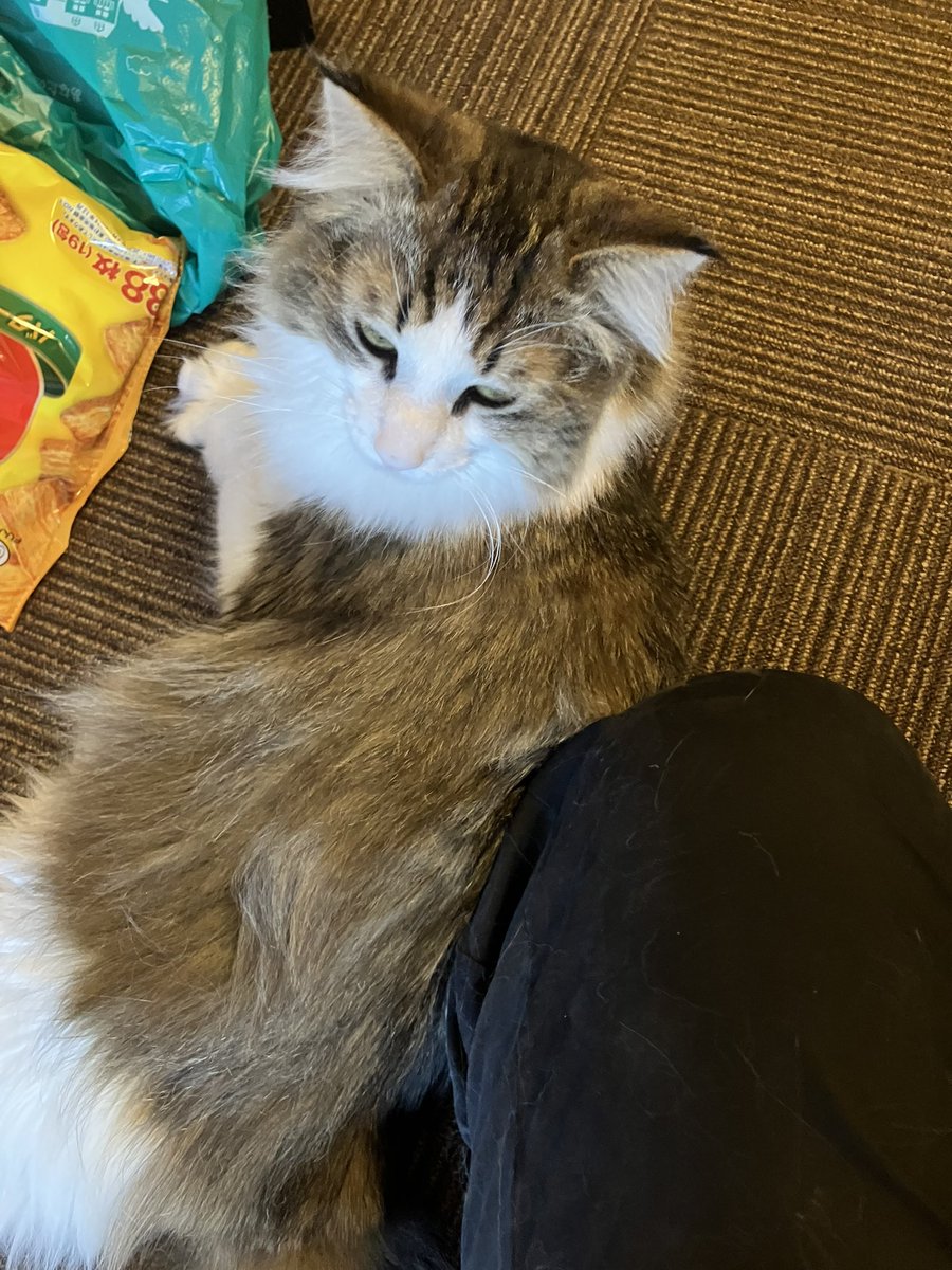 ABC_MART69's tweet photo. しおわからのゲロ甘え発動…
#ノルウェージャンフォレストキャット https://t.co/3evTTqpe3x
