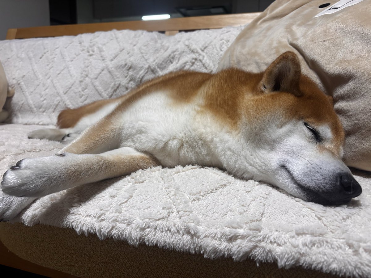 しばわんこ tweet media