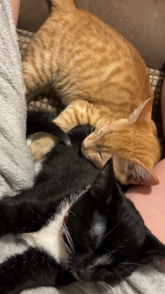 Nicolle Fraser tweet media