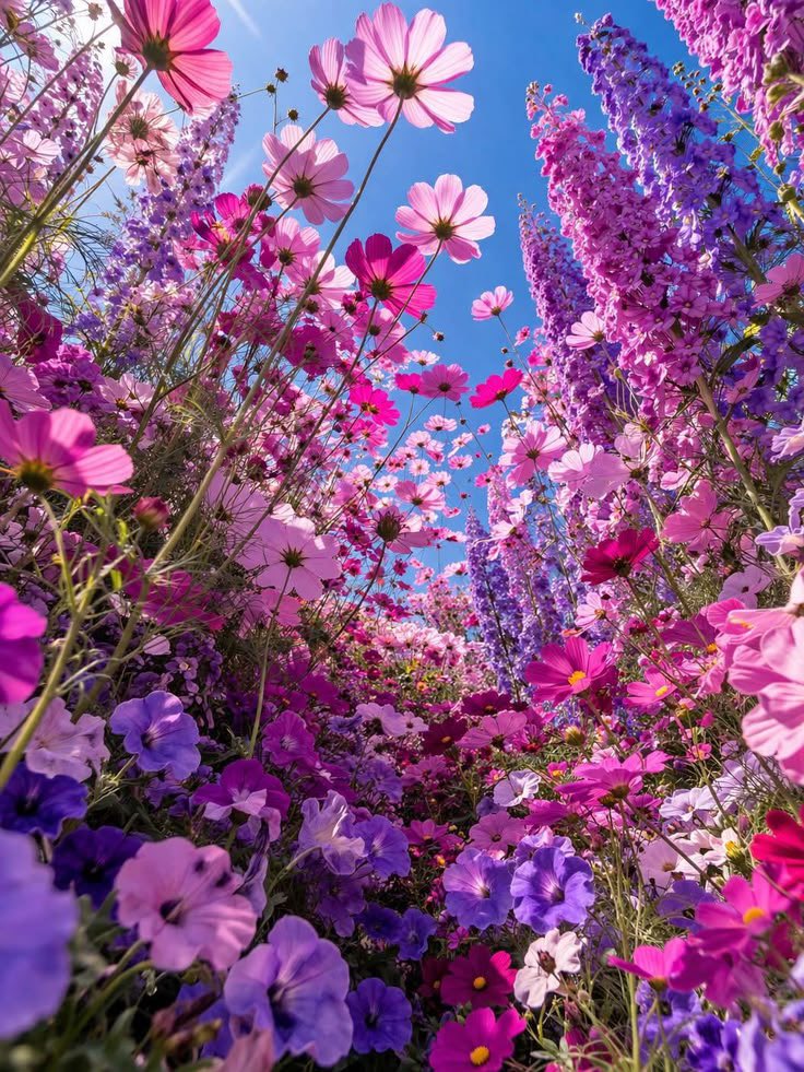 JeanetteEliz's tweet photo. Hello Everyone! 🩷💜 Have a beautiful day 💞🌸💕 https://t.co/EbuhiBPzYR
