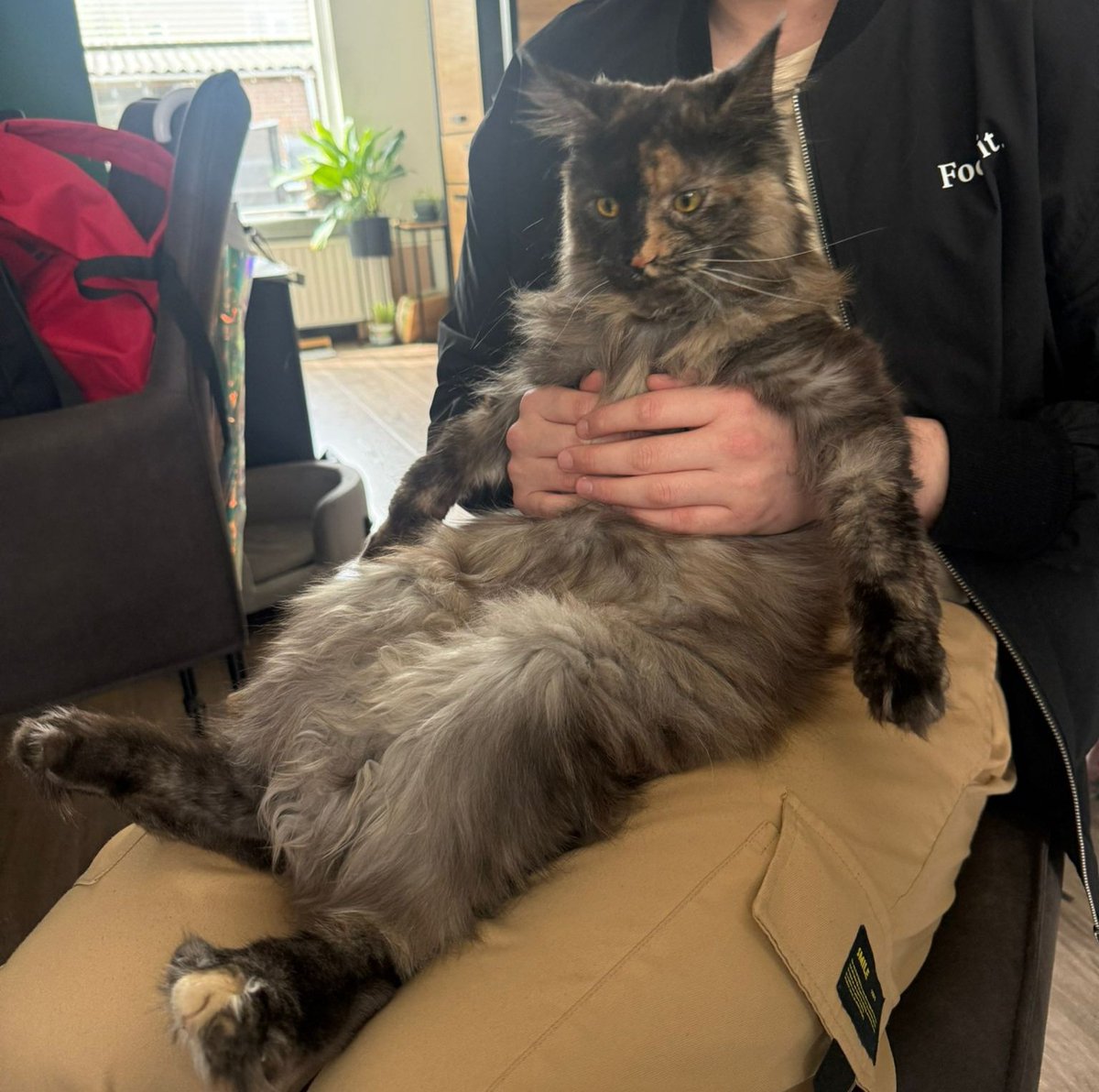 Cryo Palmar tweet media