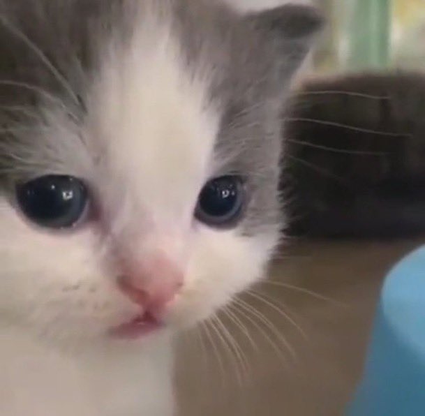 лунные слёзы 🌸 tweet media