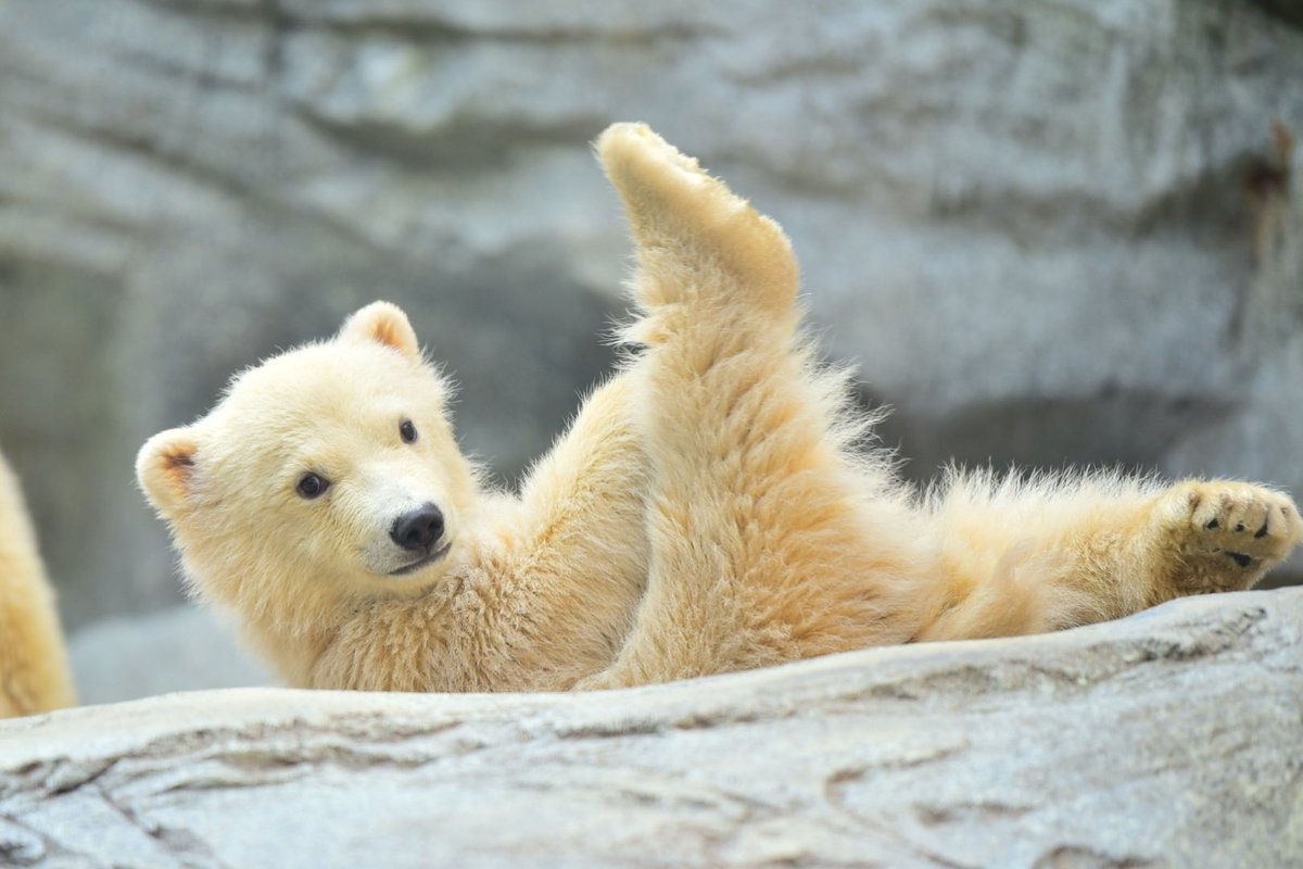セクシーモモ仔

#男鹿水族館GAO
#モモ仔