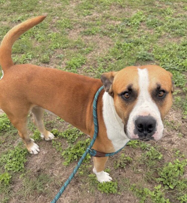 OlwynHope's tweet image. BIG BOY 1yo #A386535 a sweet boy found afraid as a stray limping from an old healing injury &amp;amp; will need FHO surgery to be able to live a normal healthy life. #CorpusChristiTX has him HIGH KILL 4/22 🙏#PLEDGE MEDICAL RESCUE as well as is there a sponsor to support his vet care🙏