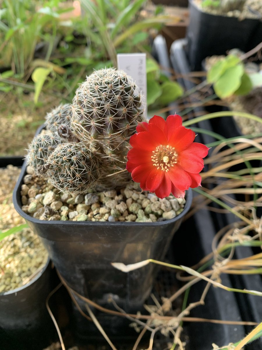 drasticoval's tweet photo. Mediolobivia pygmaea var. gavazziiの実生っ子達が開花しました🌸可愛い💕 https://t.co/lJ9R2n4JlY