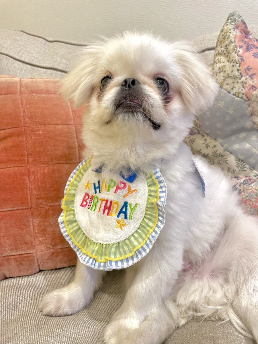 ニコニコハッピー子供🐣 tweet media