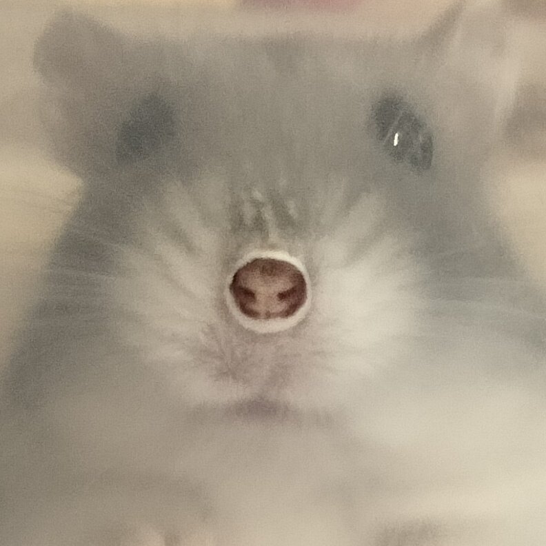 ミニ茶@茶々丸ファミリー tweet media