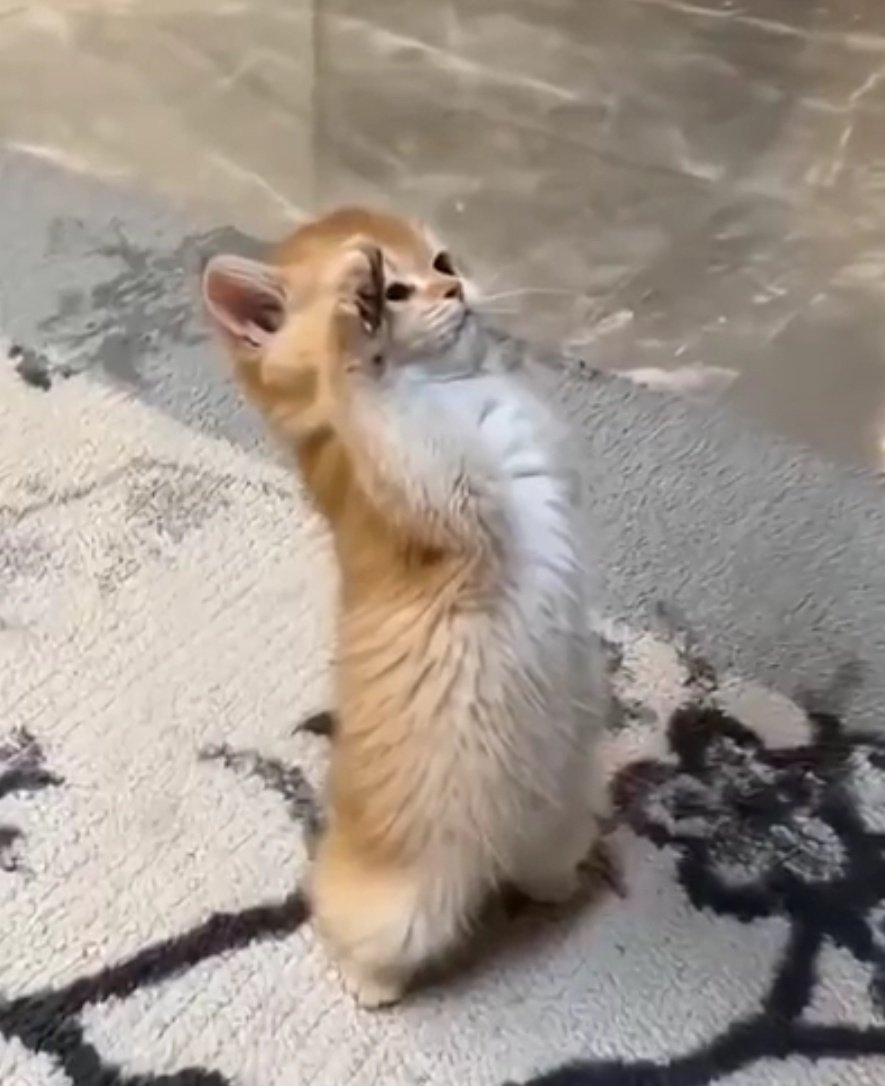 Benjamin tweet media