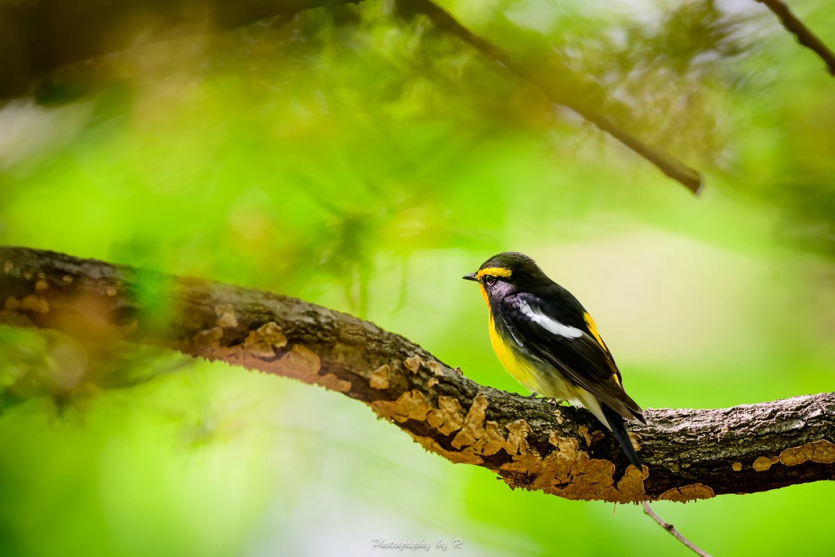 R/あーる tweet media