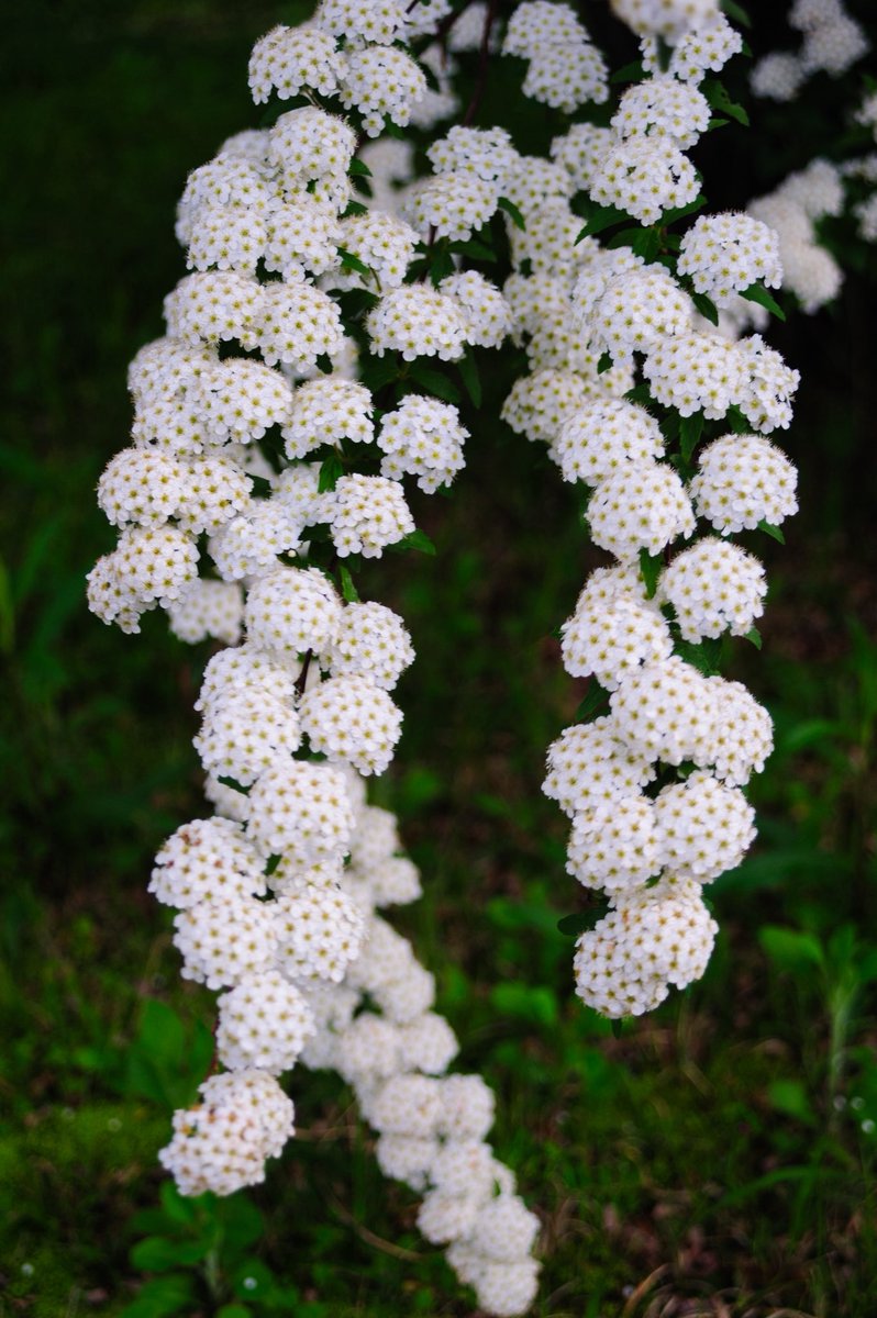 ゆでめん tweet media