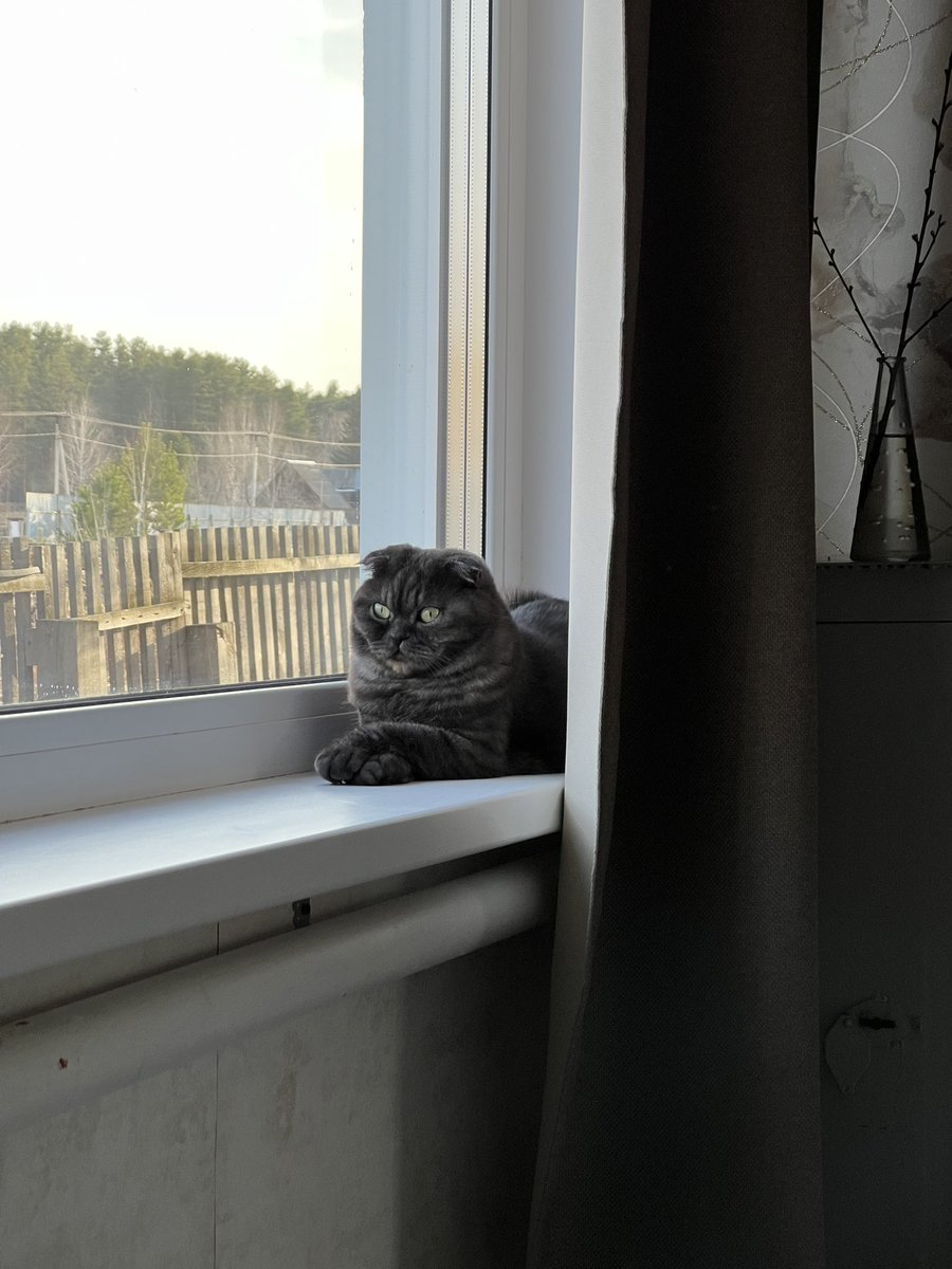 дама с котячками⁷ (ꪜ) tweet media