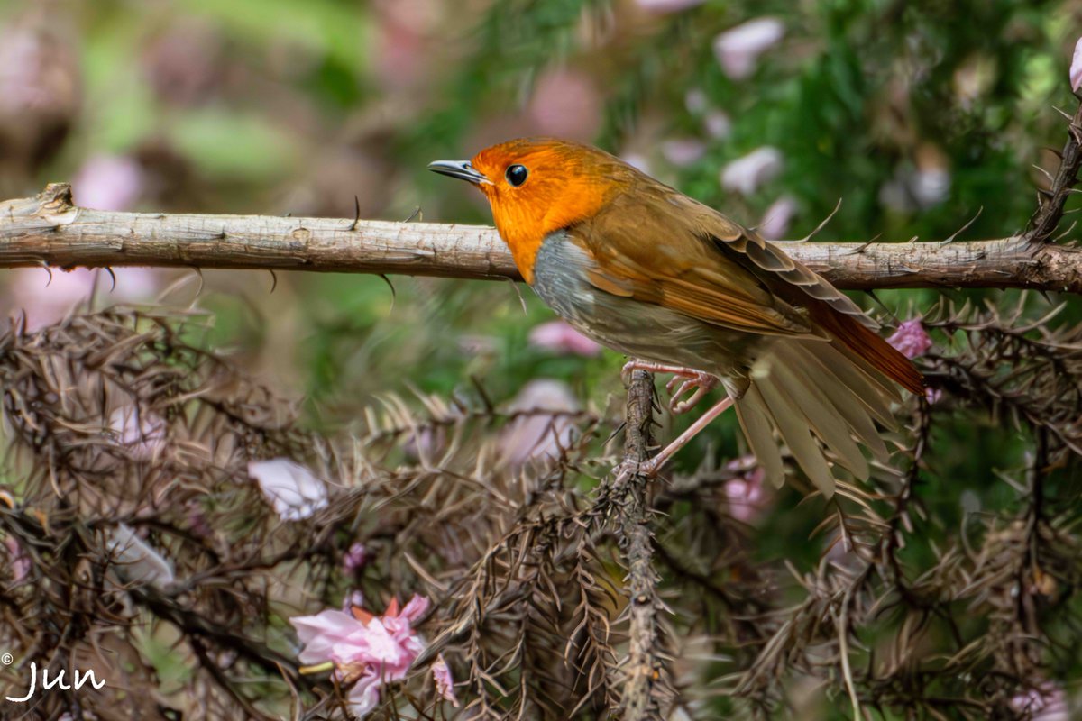 jun_worldview's tweet photo. Brilliance and subtlety.

A pair of Japanese Robin.

#birdphotography #wildlife #robin #nature #birdsofprey https://t.co/wYOkzKBJZM