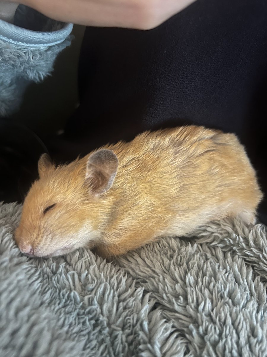 Hot Water Dottle 🐾 tweet media