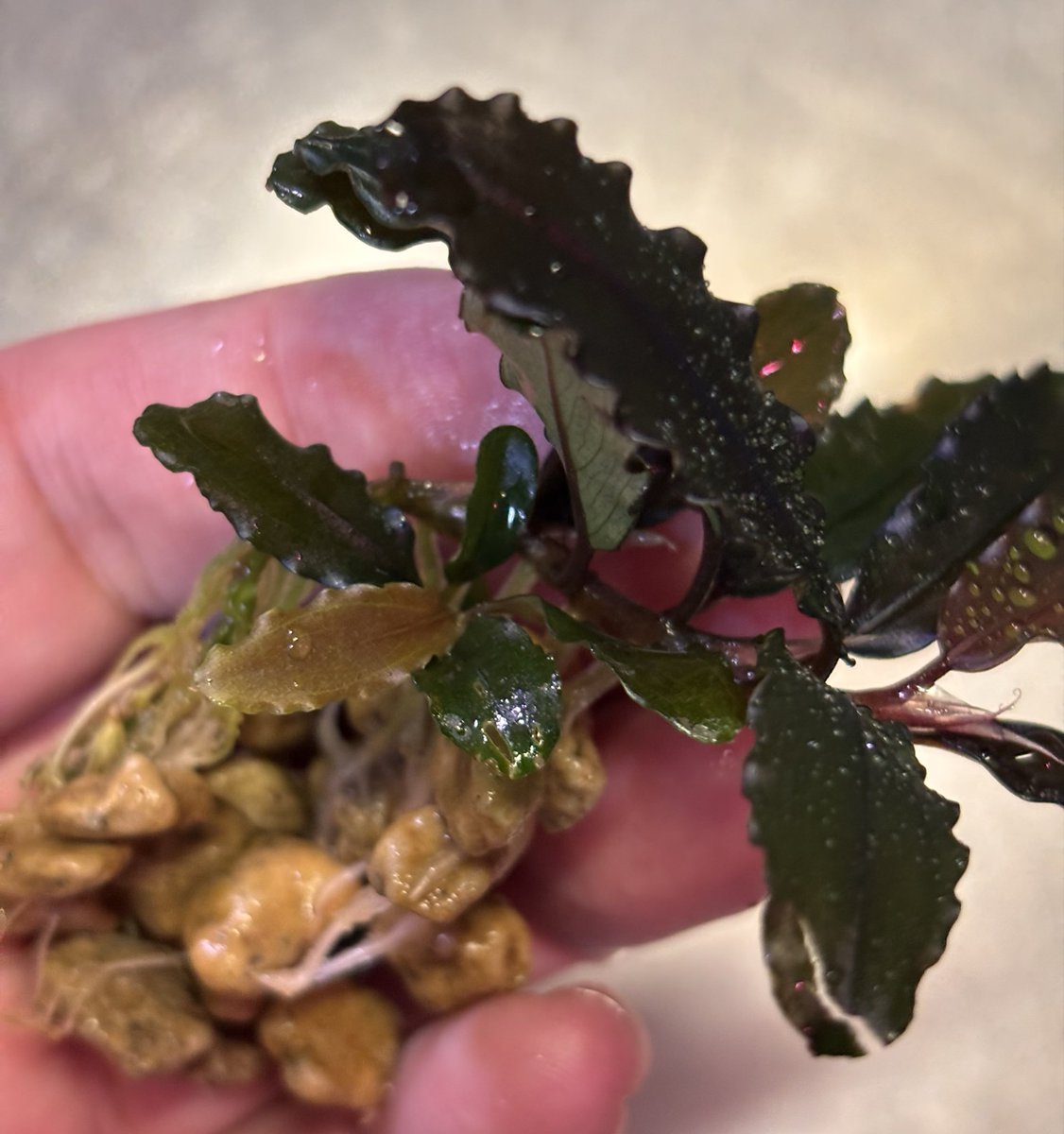 RYOKU33♂ tweet media