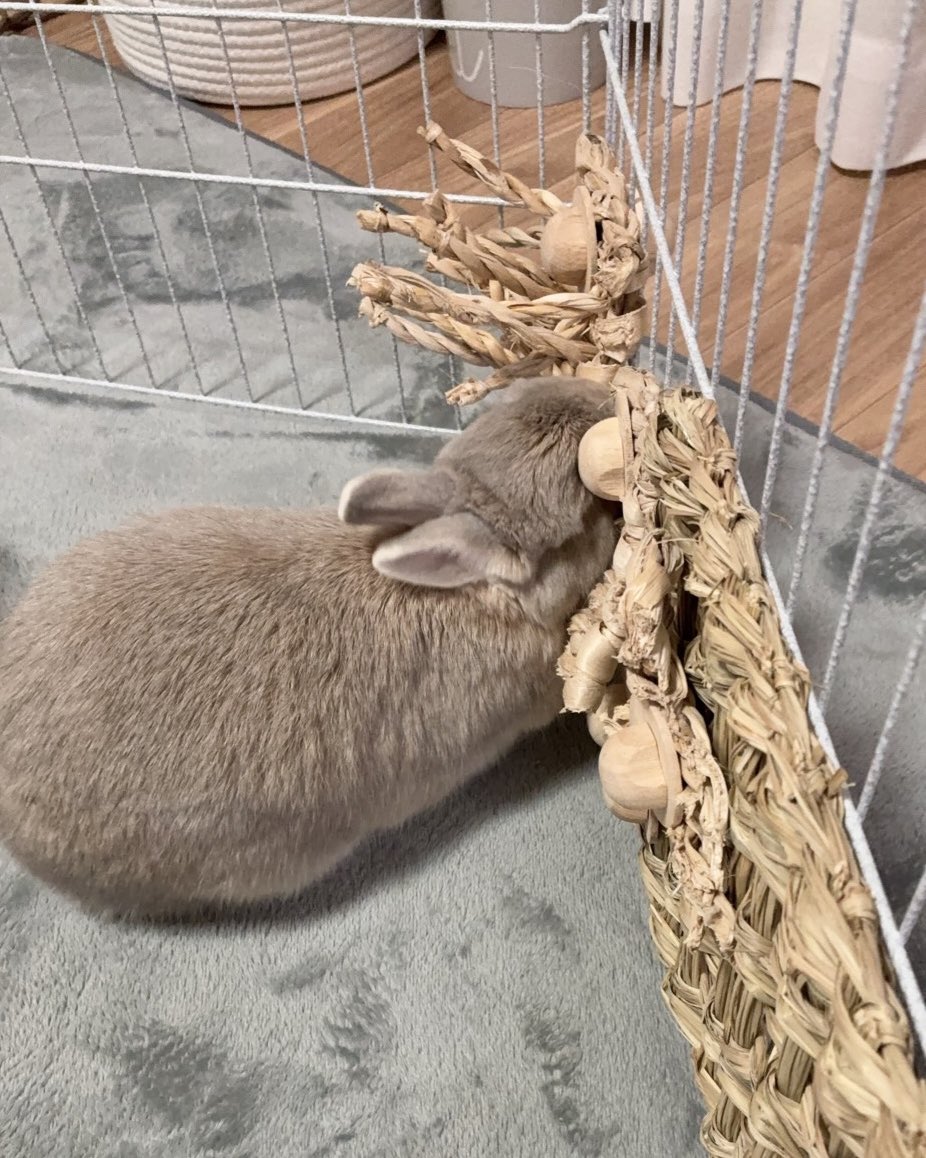 きなこ(呟き主：とん) tweet media